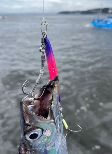 タチウオの釣果