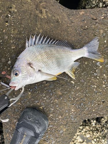 キビレの釣果