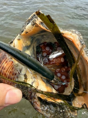 タコの釣果