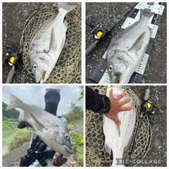 チヌの釣果