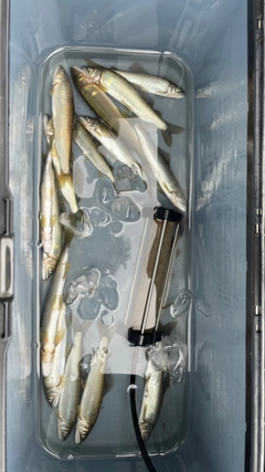 アユの釣果