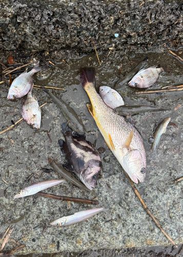 ハゼの釣果