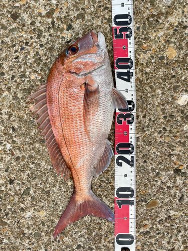 マダイの釣果