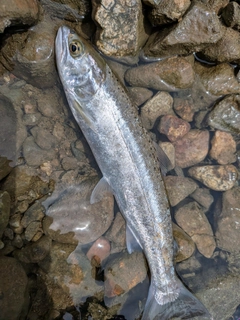 ヤマメの釣果