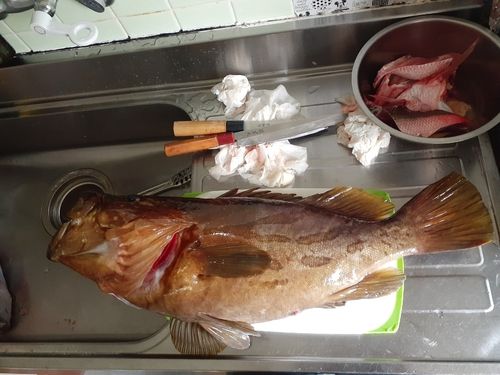ホウキハタの釣果