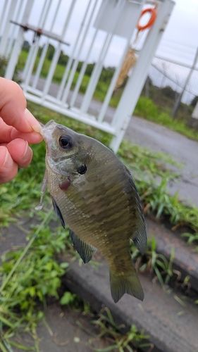 ブルーギルの釣果