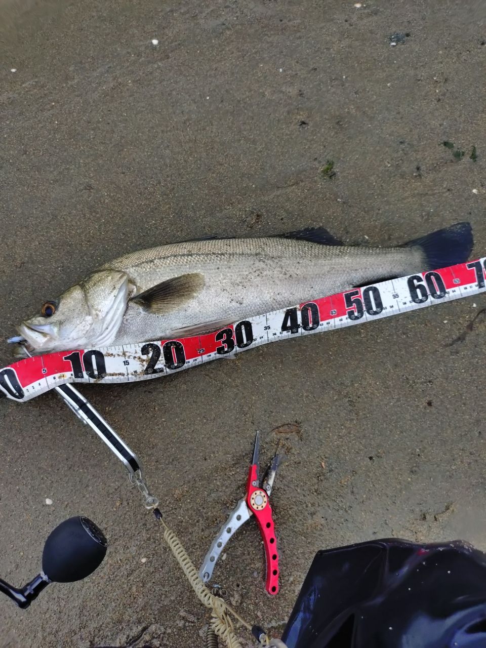 シーバスの釣果写真