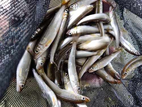 アユの釣果