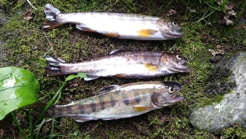 ヤマメの釣果