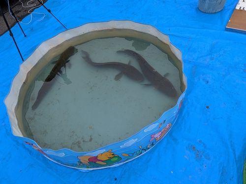 ライギョの釣果