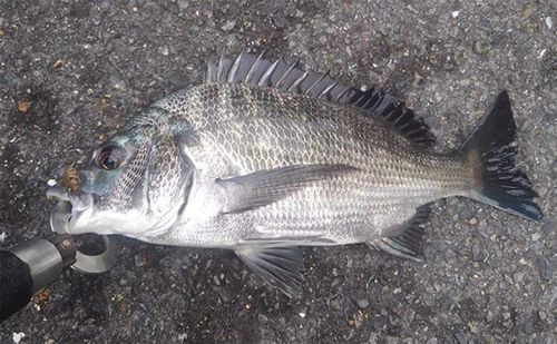 チヌの釣果