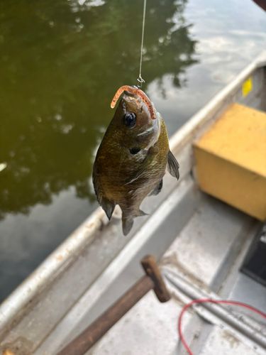 ブルーギルの釣果