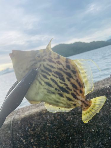 カワハギの釣果