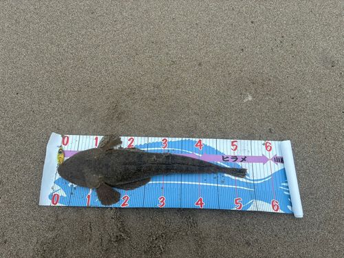マゴチの釣果