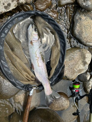 ニジマスの釣果