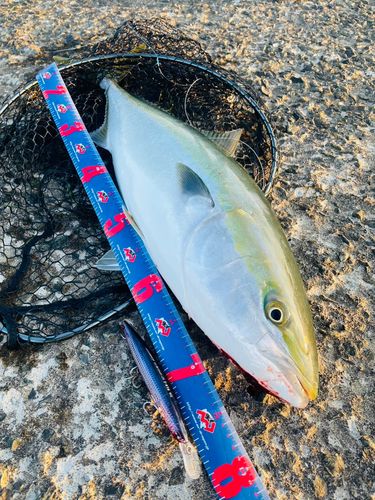 ワラサの釣果
