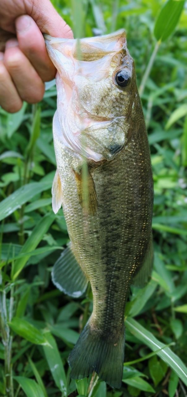 ブラックバスの釣果写真