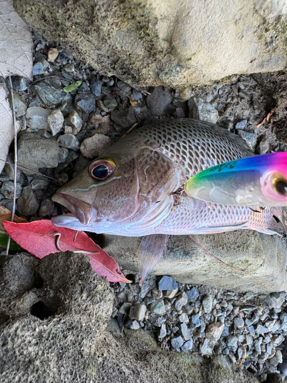 マングローブジャックの釣果写真