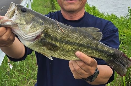 ラージマウスバスの釣果