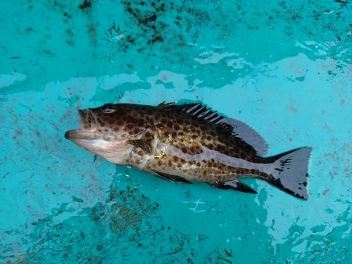オオモンハタの釣果