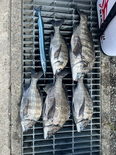 チヌの釣果