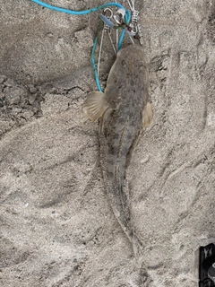 マゴチの釣果