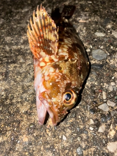 カサゴの釣果