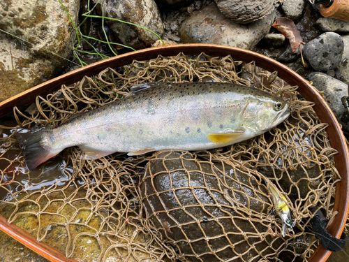 ヤマメの釣果