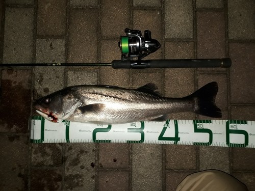 シーバスの釣果