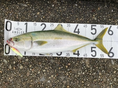 ハマチの釣果