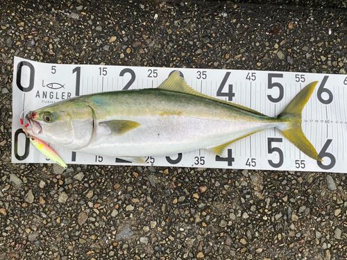 ハマチの釣果