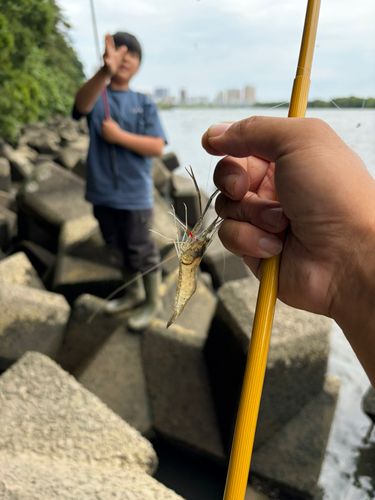 テナガエビの釣果