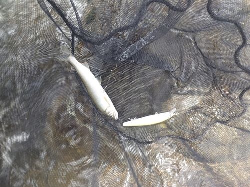 アユの釣果