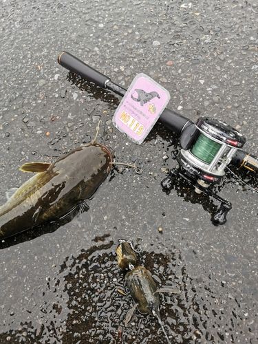 ナマズの釣果