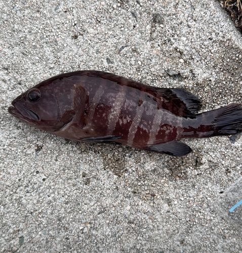 マハタの釣果