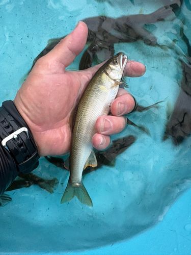 アユの釣果