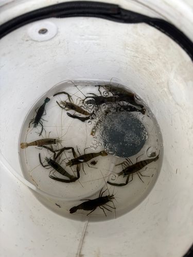 テナガエビの釣果