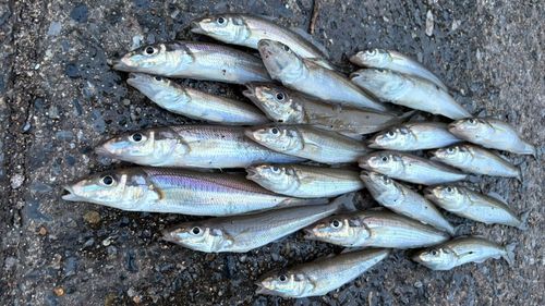 シロギスの釣果