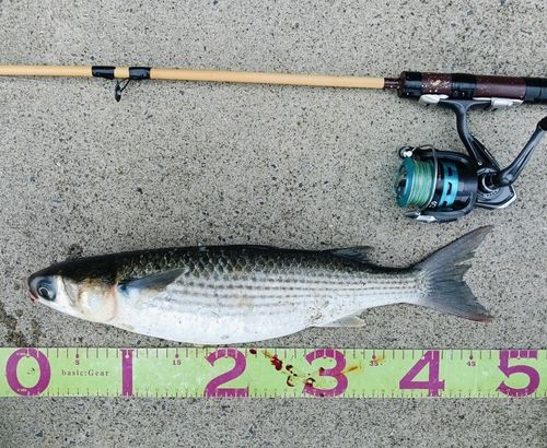 ボラの釣果