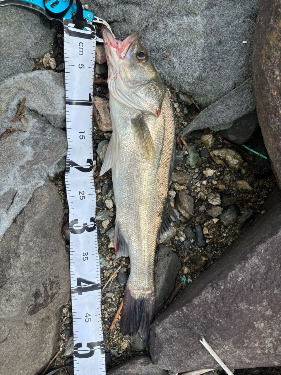 シーバスの釣果写真