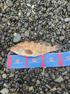 オオモンハタの釣果