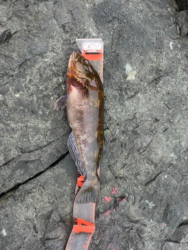 アイナメの釣果