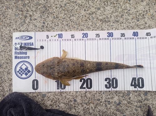 マゴチの釣果