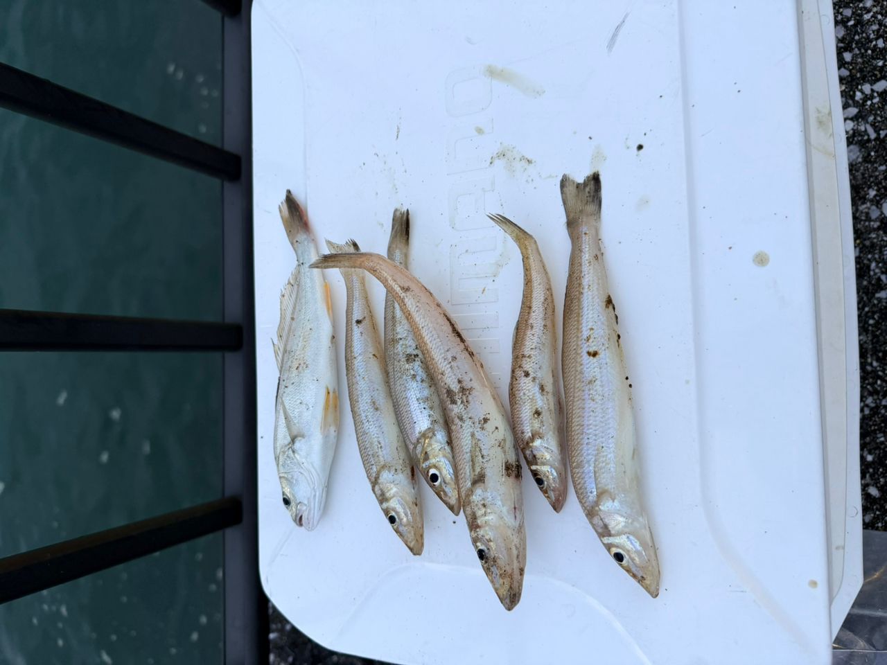 キスの釣果写真