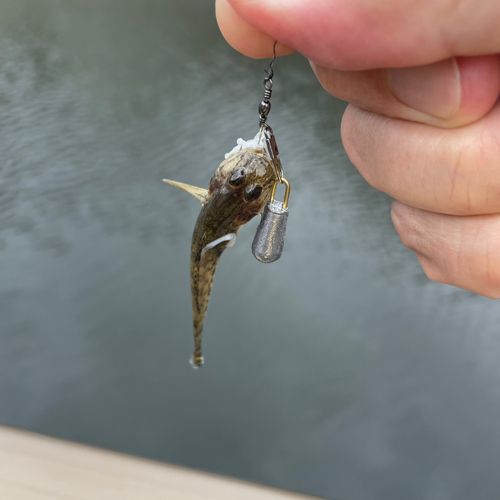 ハゼの釣果