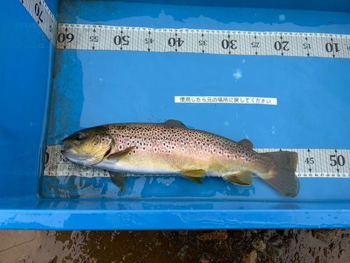 ブラウントラウトの釣果
