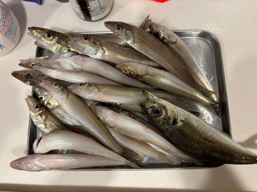 シロギスの釣果