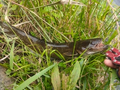 ナマズの釣果