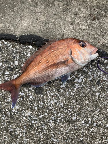 マダイの釣果