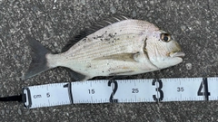 ヘダイの釣果